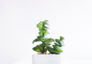 A Simple Minimalist Home Tour For Practical Living