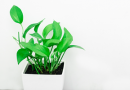 Frugal Living – How to Have a Minimalist Home